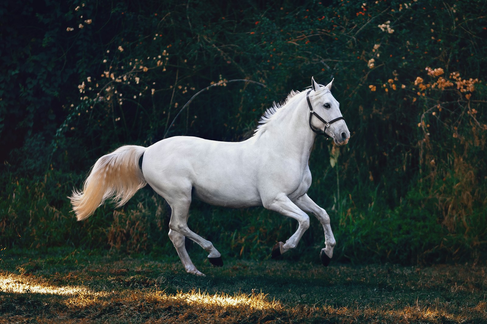 Horse in a barn aisle